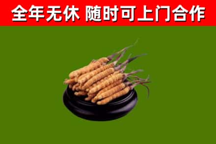 鸠江区烟酒回收冬虫夏草.jpg